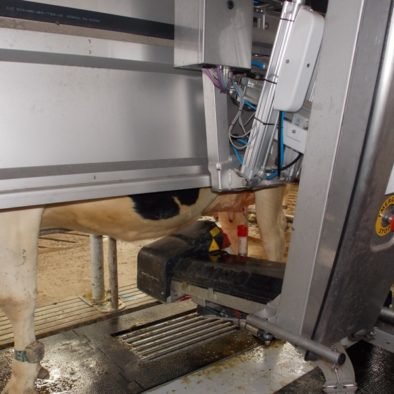 Robotic milking